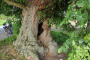 2021_2_4_Ulme-hinter-Altenberge_2