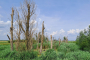 2023_2_2_Biesbosch5