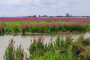 2023_2_2_Biesbosch_Blutweiderich2
