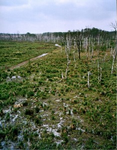toter Wald am Müritzsee (durch Flutung)