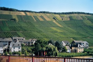 Weinberge bei Mehring an der Mosel