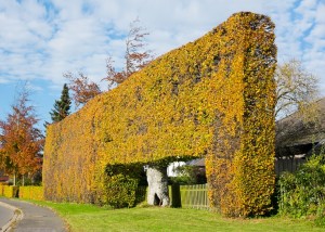 Monschauer Heckenland