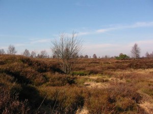 Hohes Venn