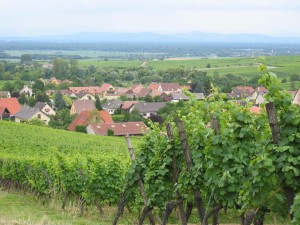 elsässische Weinlandschaft hinter Riquewihr