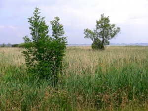 Uferstreifen des Dümmer