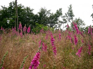 Fingerhut in voller Pracht im Odenwald