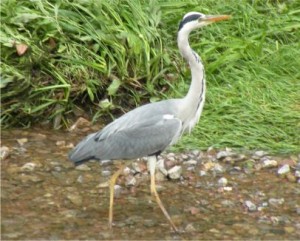 Nagold Reiher