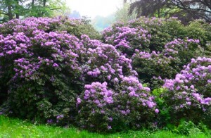 Rhododendronpracht am Rittergut