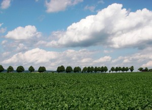 Rübenfeld