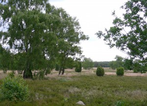 Bokeler Heide ohne Karl
