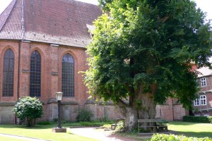 Kloster Isenhagen mit alter Linde