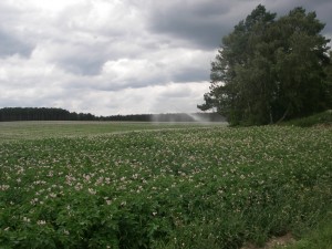 eines der vielen bewässerten Kartoffelfelder