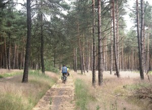 durch Kiefernwald vor Bad Bodenteich