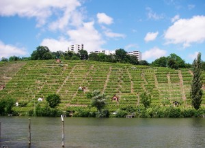 Weinberg vor Stuttgart