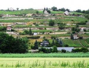 Weinbau bei Freyburg