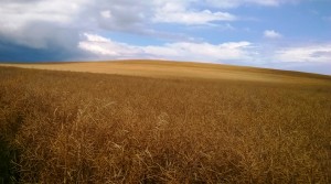 Rapsfeld in der Halleschen Porphyrkuppenlandschaft bei Gimritz
