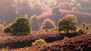 stimmungsvolle Hoge Veluwe