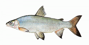 Plöner Maräne