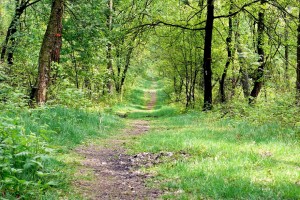 einsame Wege in der Haard