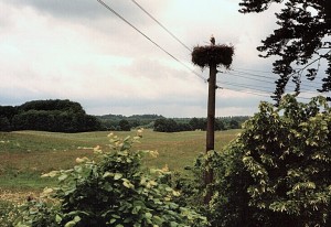Storchennest