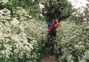 entlang der Ostsee-Steilküste hinter Rerik durch Wilde Möhre
