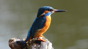 Eisvogel