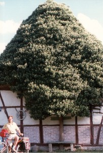 ein perfekt gezogener Efeubaum an einer Giebelwand