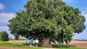 alte Ulme zwischen Altenberge und Holthausen