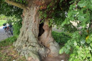 alte Ulme zwischen Altenberge und Holthausen