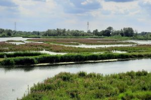 Wasser, das beherrschende Elents des Biesbosch
