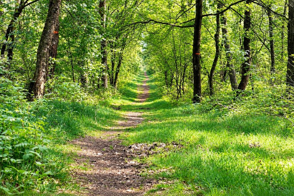 einsame Wege in der Haard