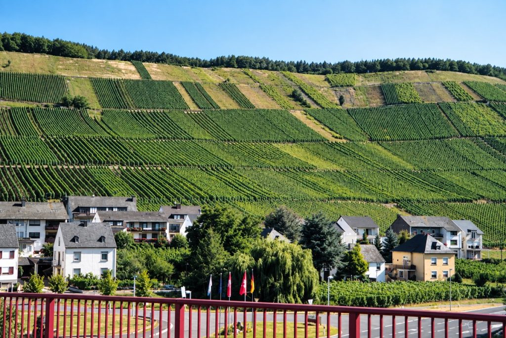 Weinberge bei Mehring an der Mosel